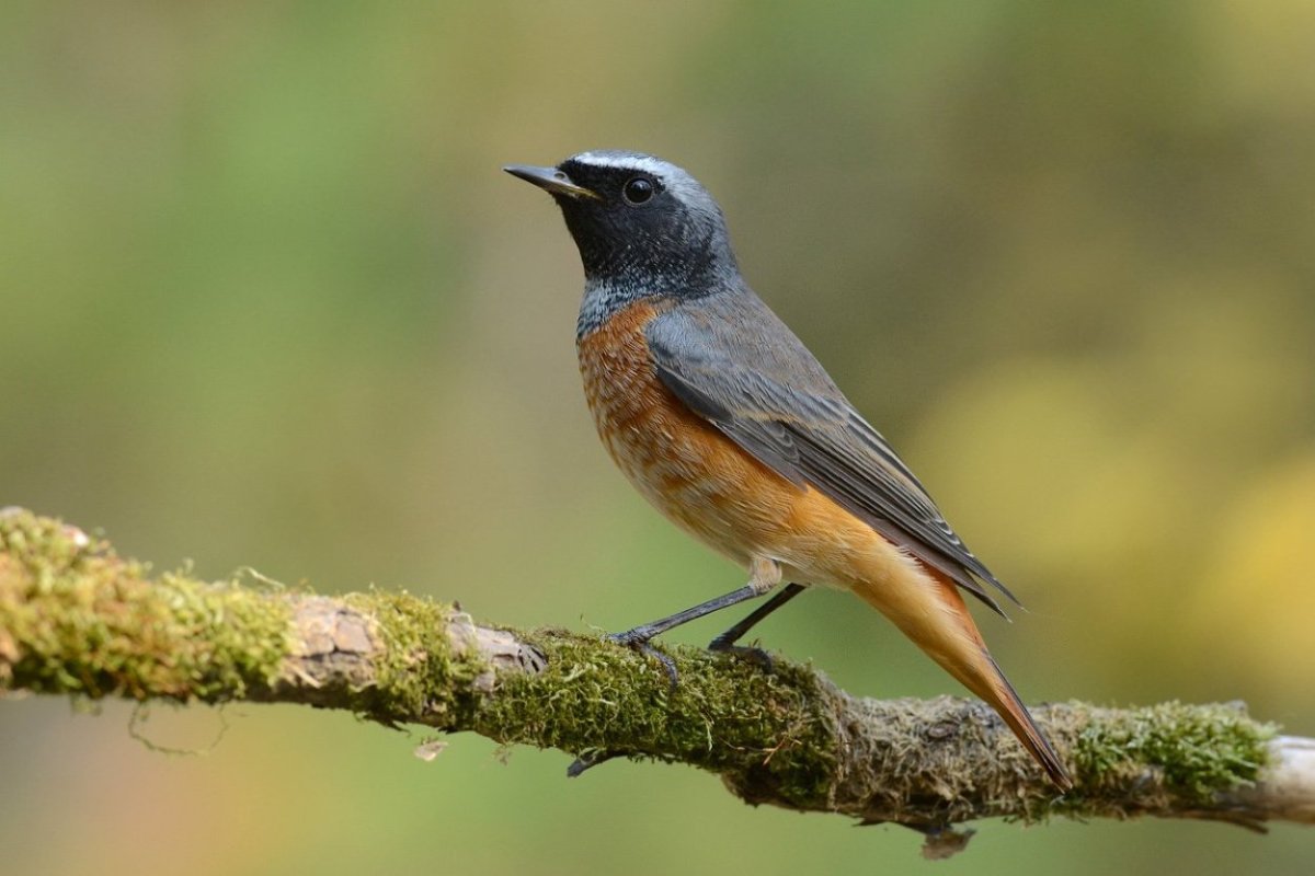 Горихвостка-Чернушка птица