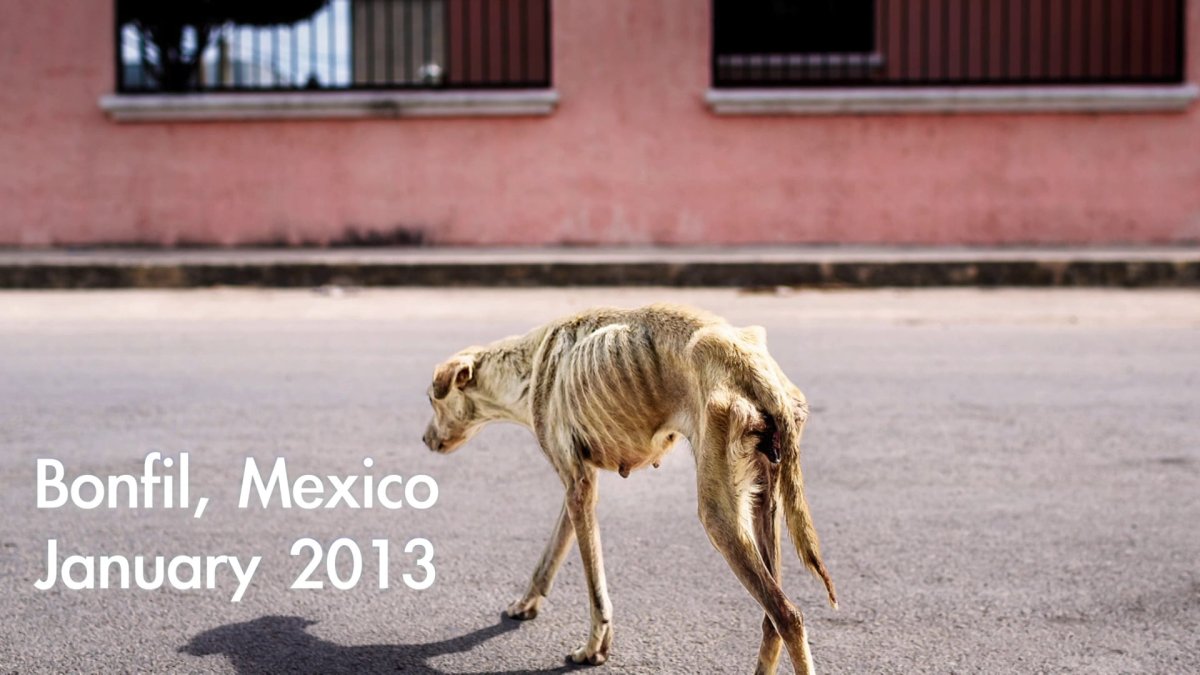 Худая собака