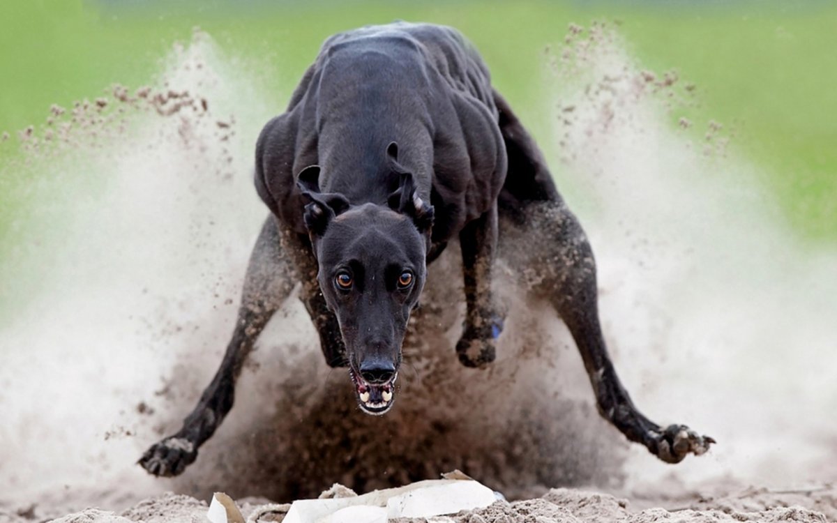 Бега борзая собака Грейхаунд