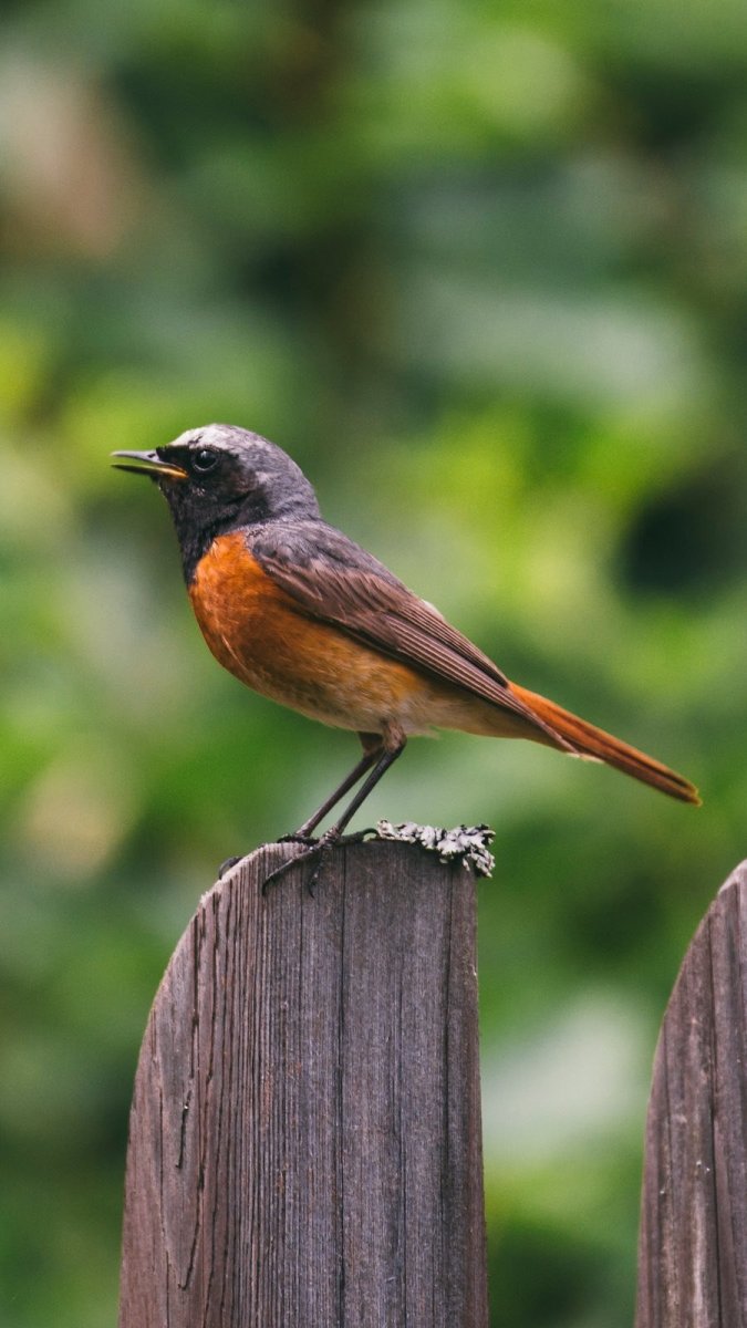 Обыкновенная горихвостка лысушка