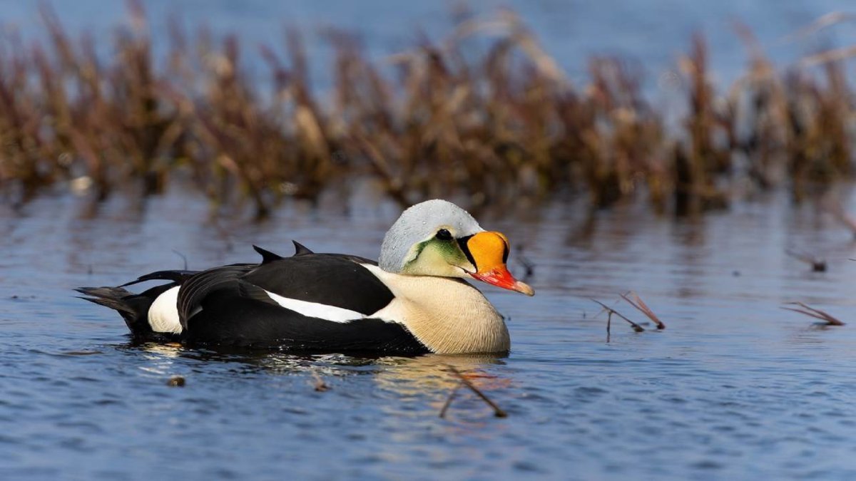 Гага гребенушка