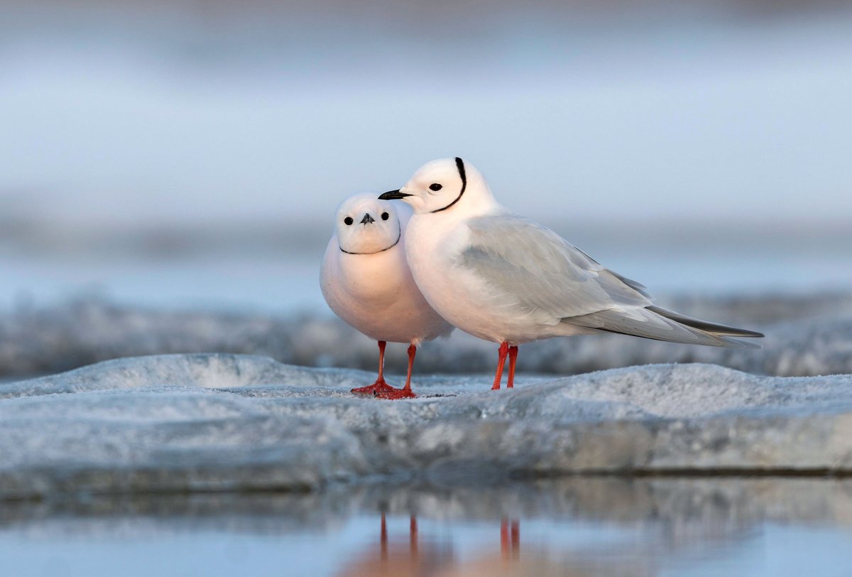 Остров Врангеля розовая Чайка