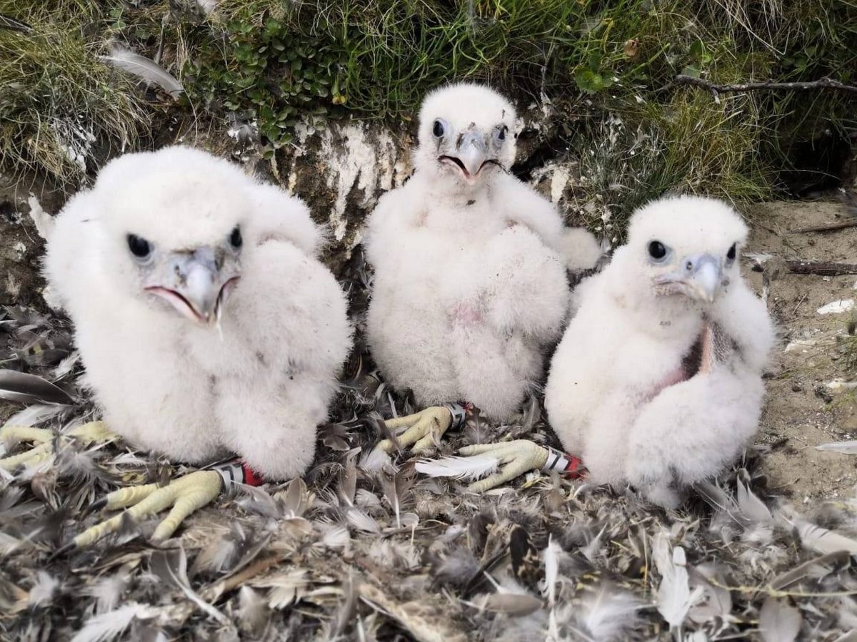 Птицы хлопочут у своих гнезд