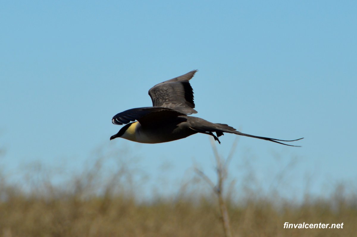 Длиннохвостый поморник