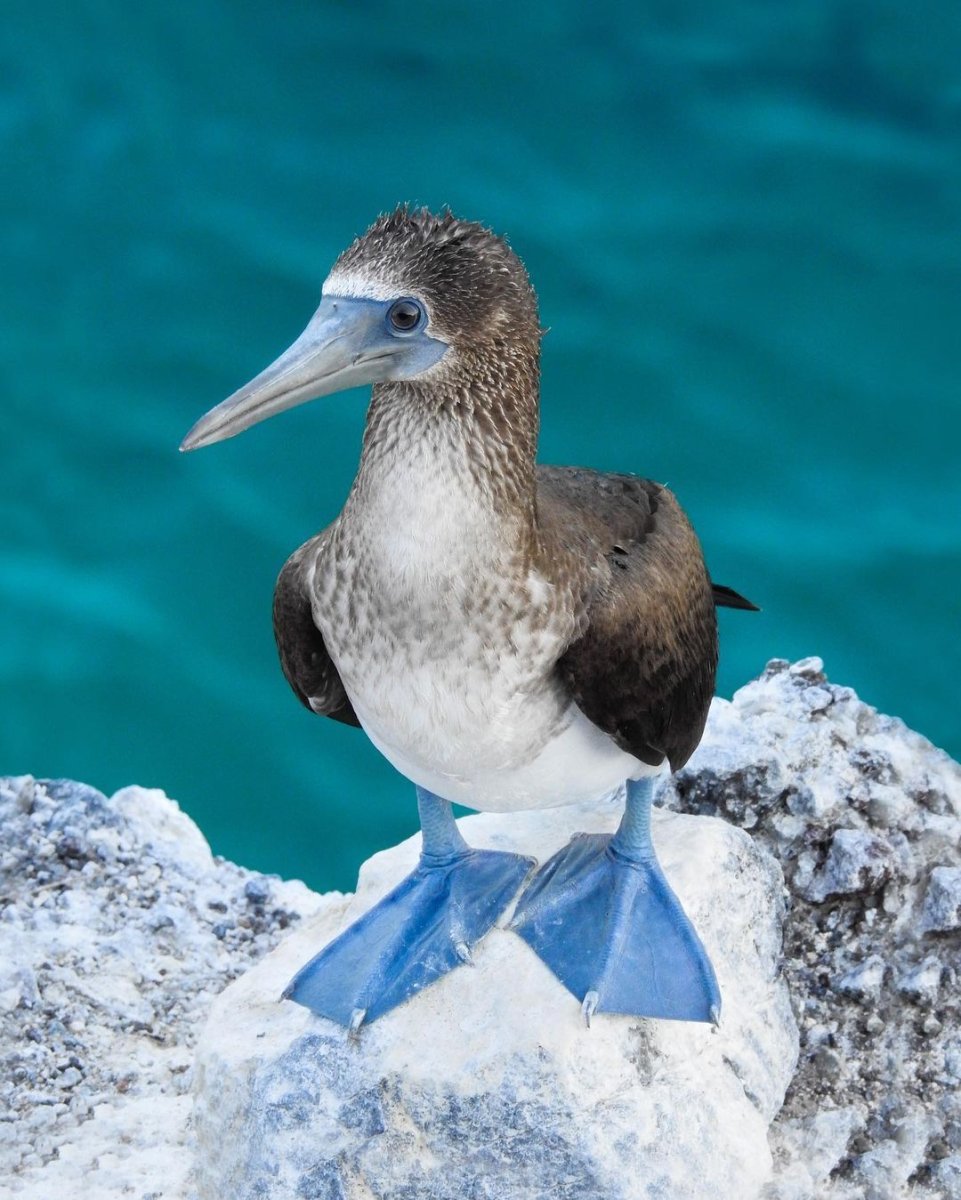 Голубоногая олуша