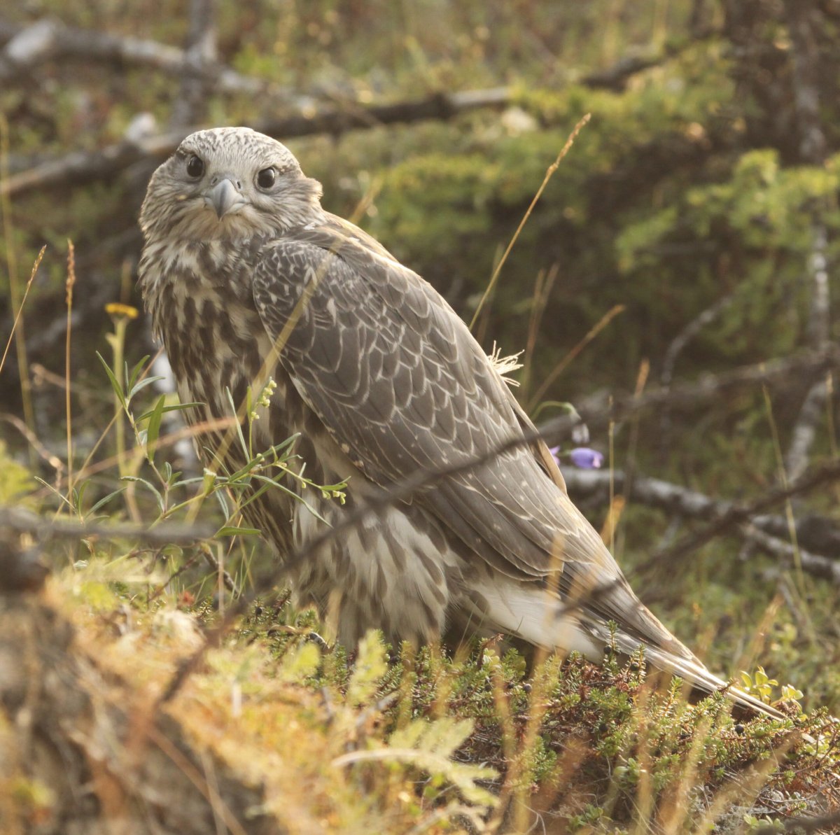 Кречет Ямал Сокол