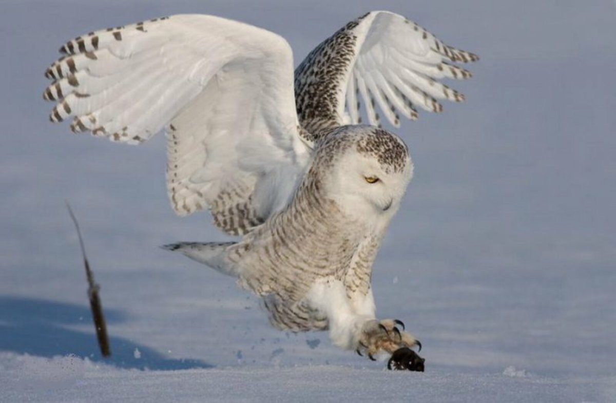 Полярная Сова и лемминги