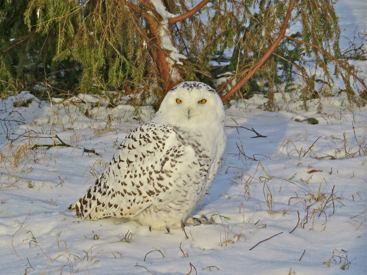 Полярная куропатка