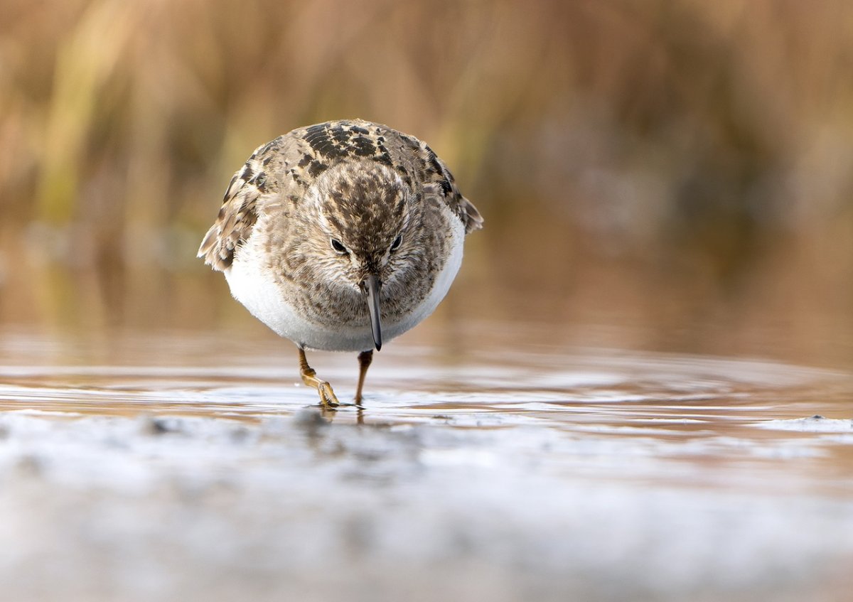 Яйца белохвостого песочника