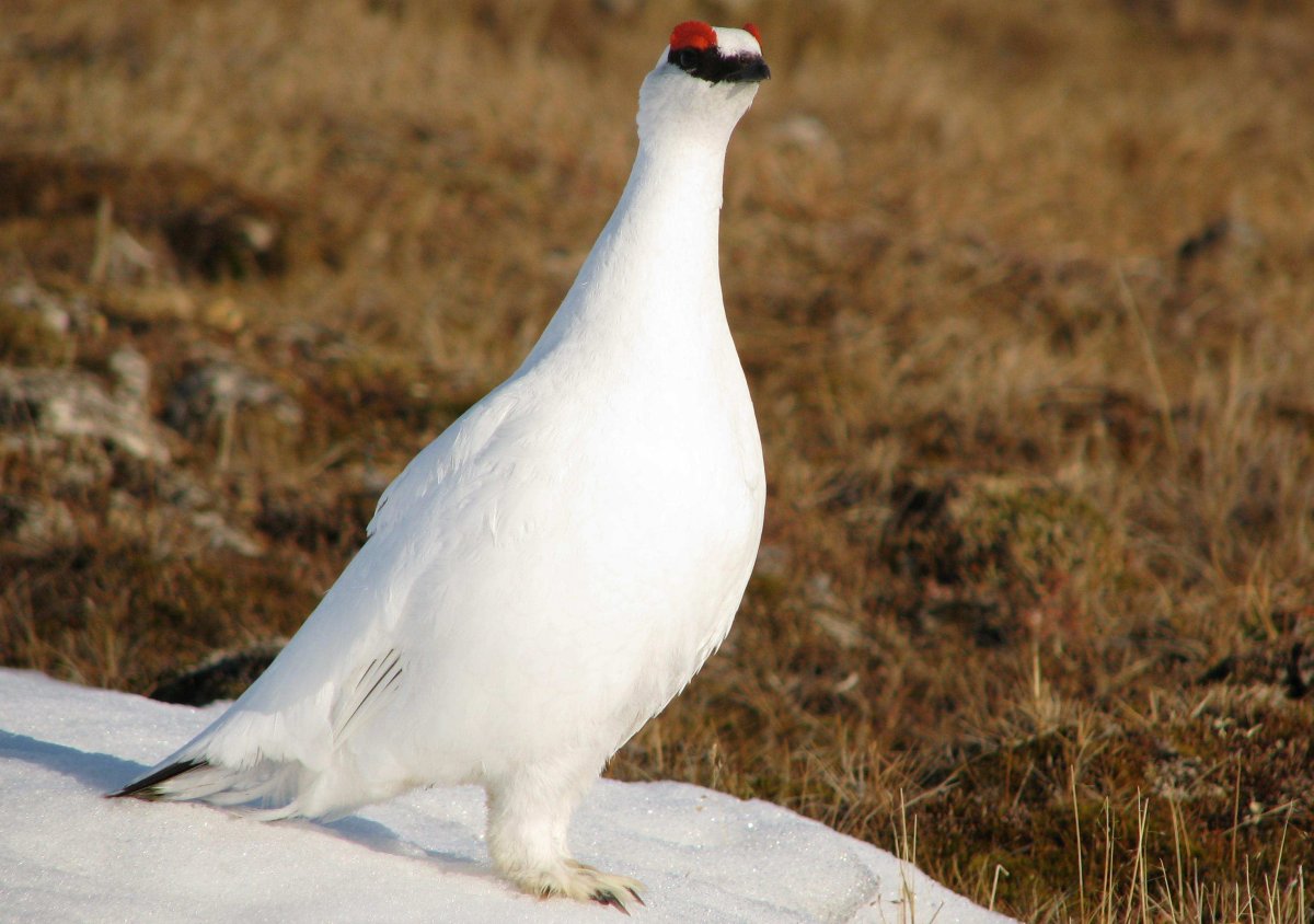 Тундровая белая куропатка