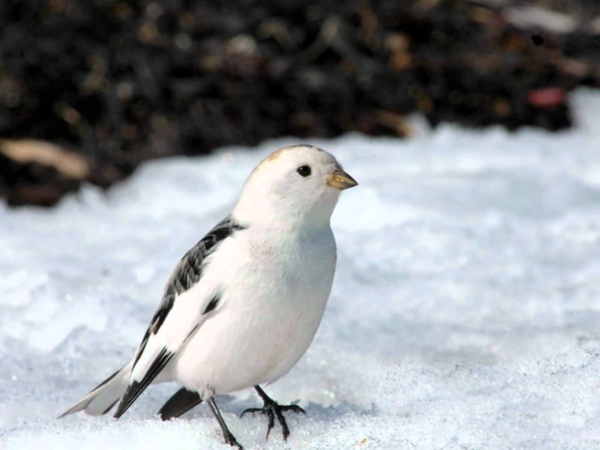 Пуночка остров Врангеля