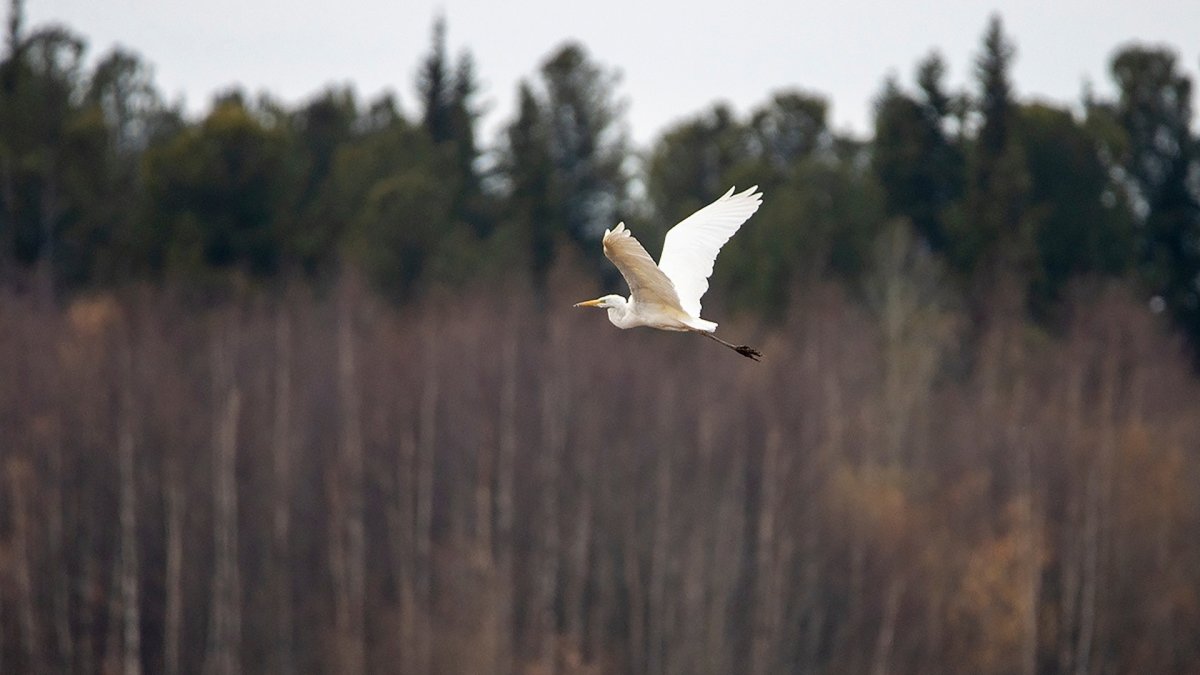 Перелетные птицы Тюменской области