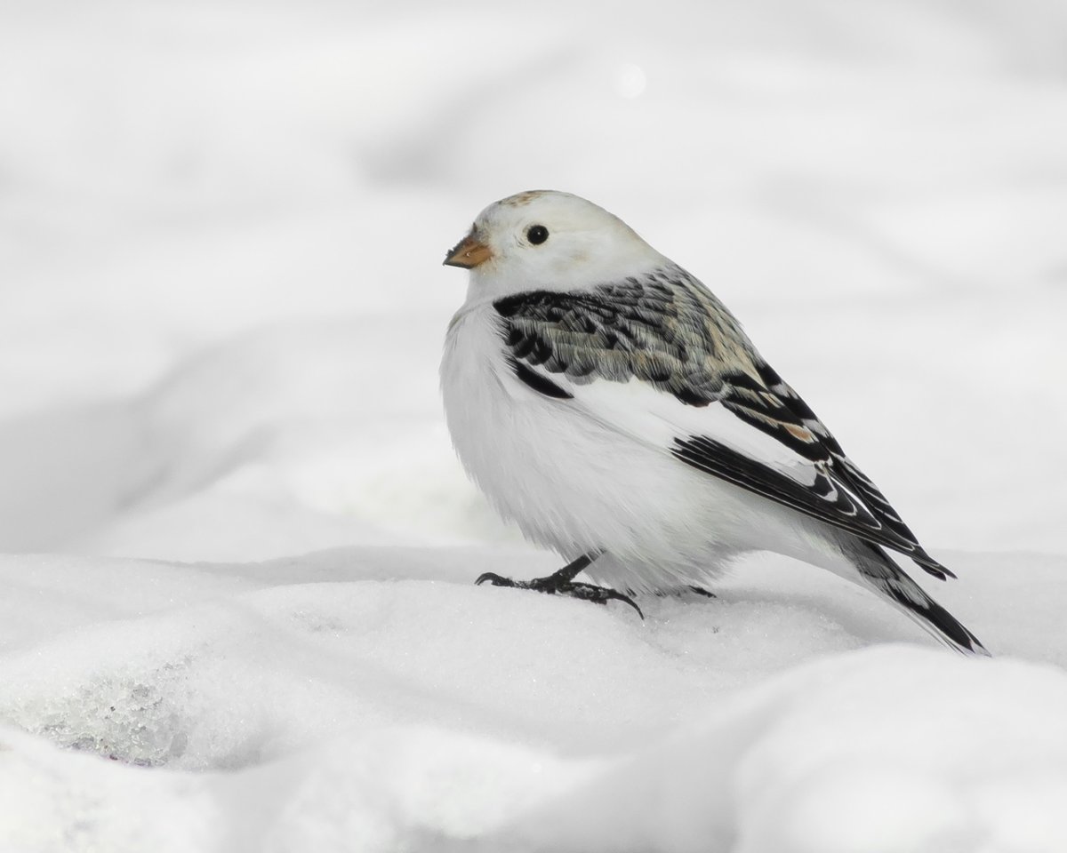 Арктическая пуночка