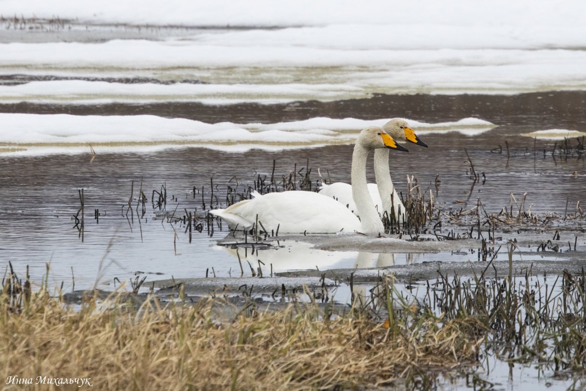 Лебеди в Мурманской области