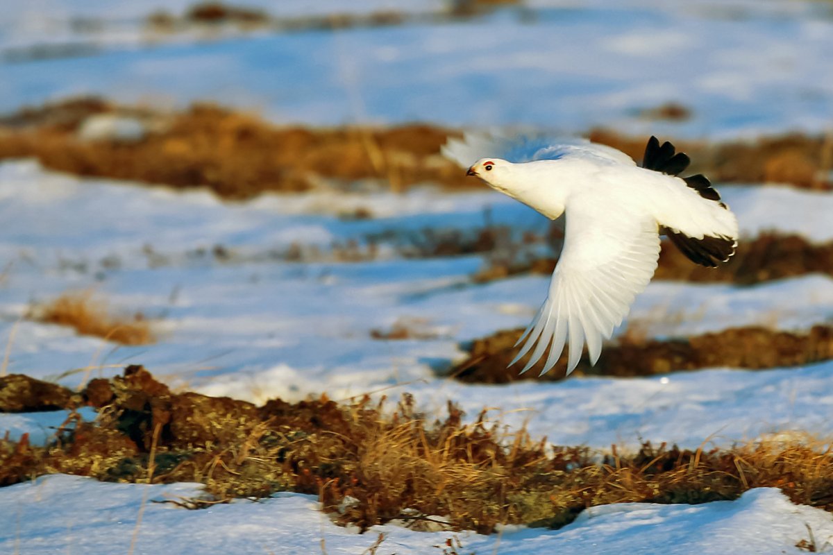 Тундра весной