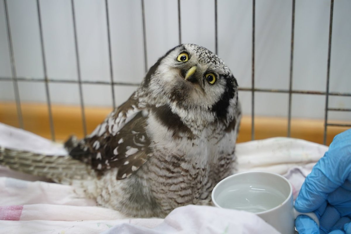 Пятнистая хищная птица Ямала