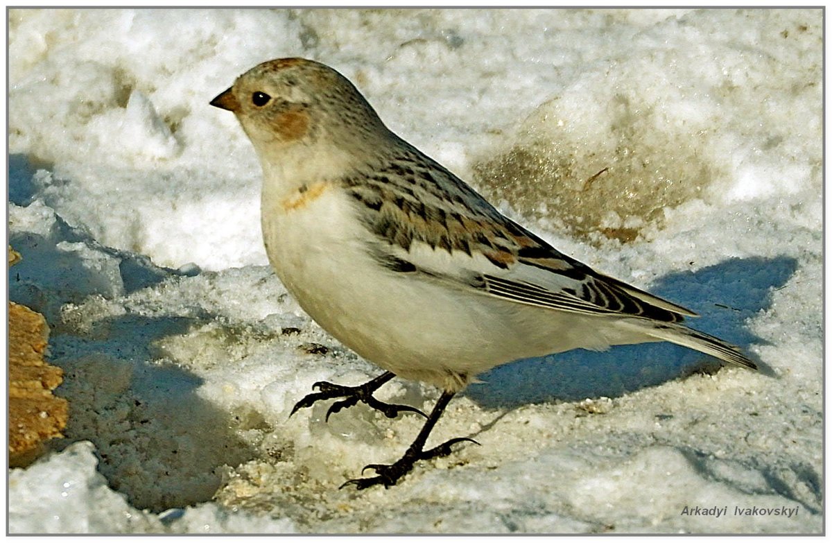 Маленькие птицы Ямала