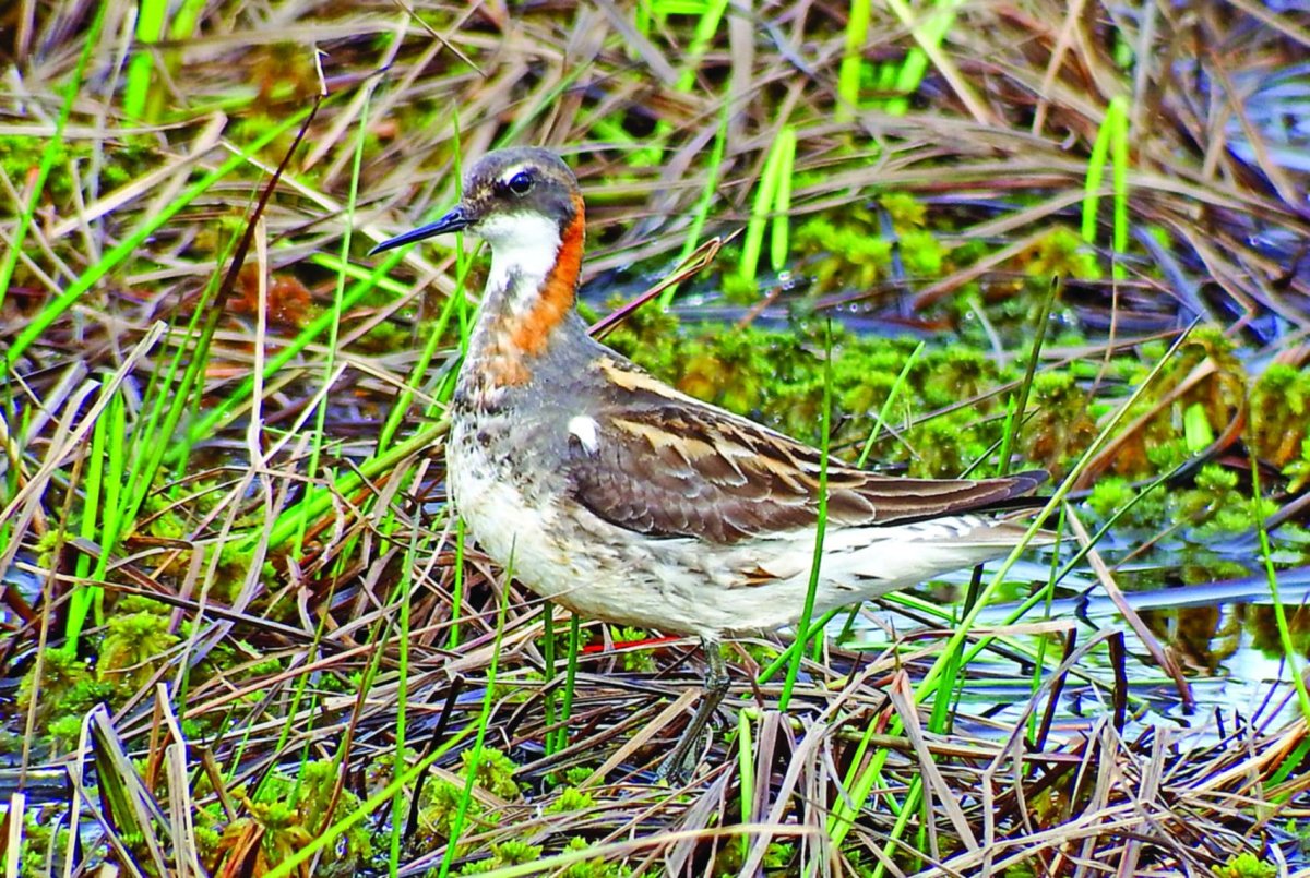 Плавунчик самец