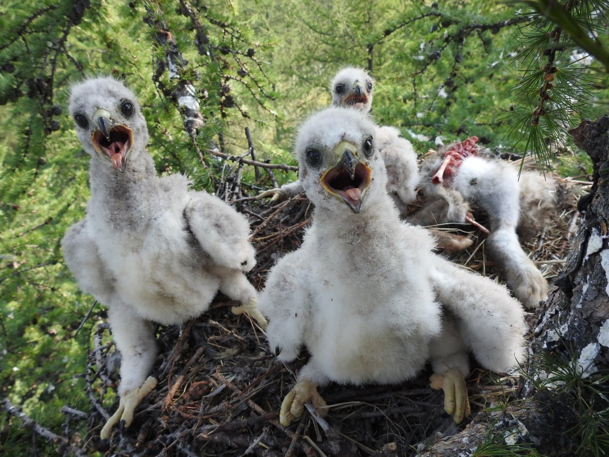 Гусиное гнездо