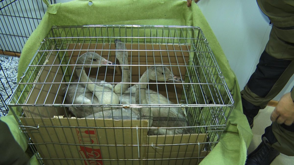 Птицы ямала