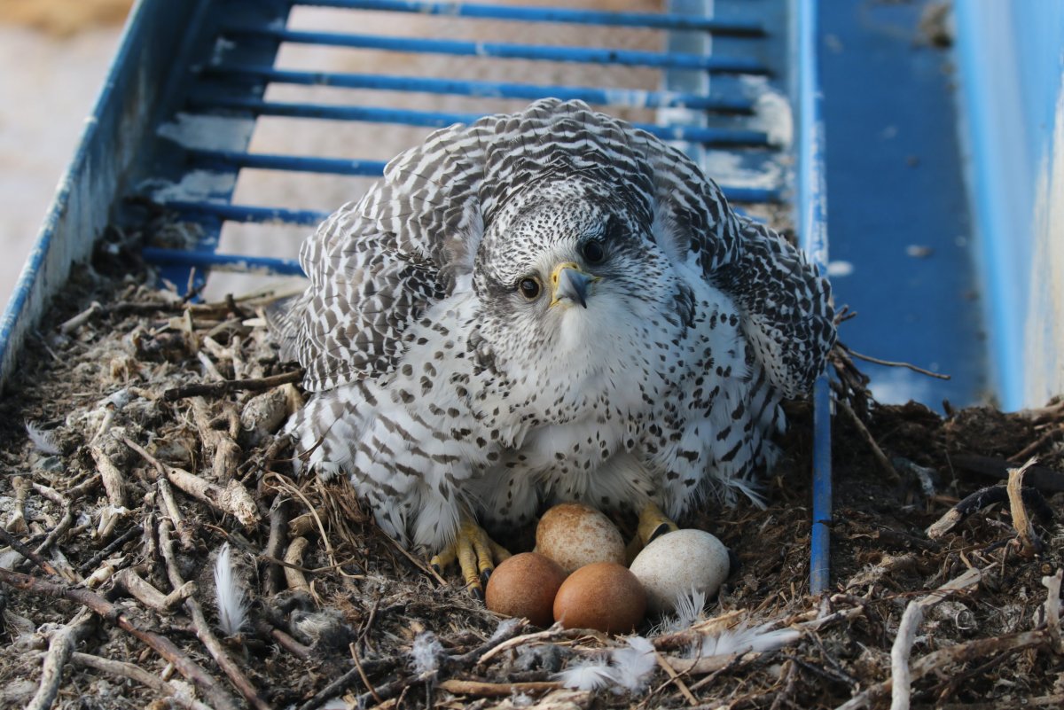 Гнездо кречета