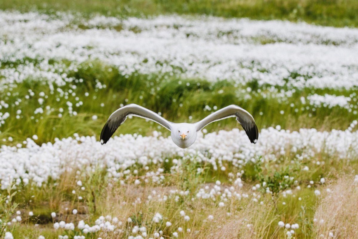 Птицы на Гыдане
