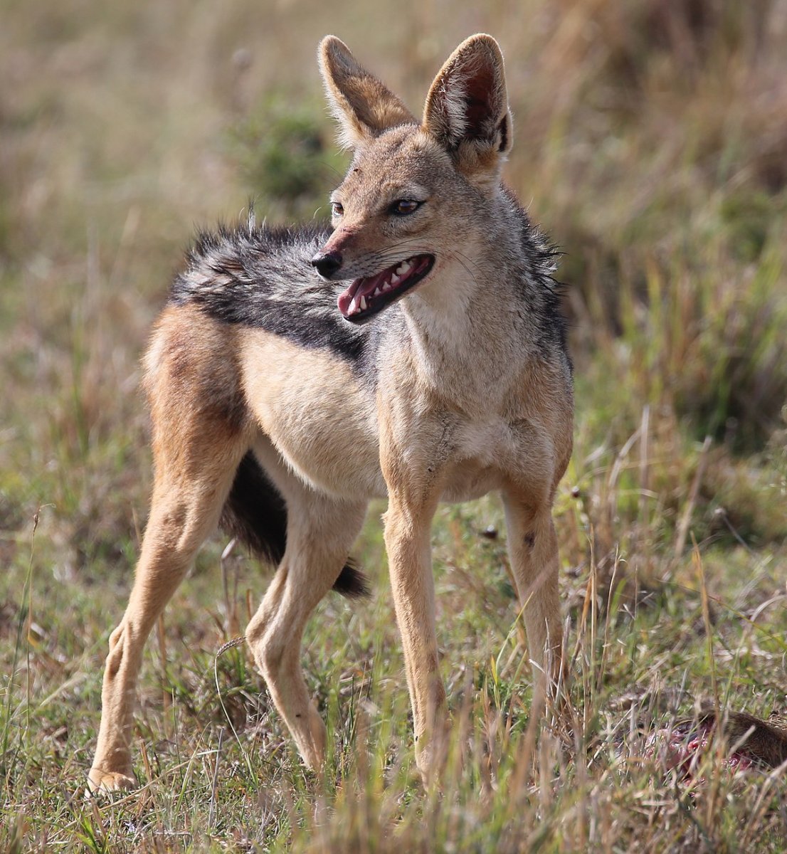 Black backed Jackal