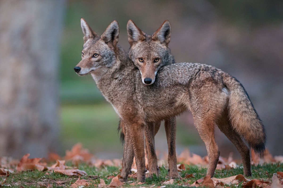 Луговой волк canis Latrans