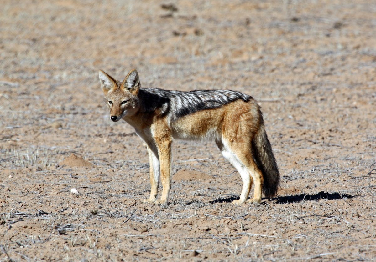 Чепрачный Шакал арт