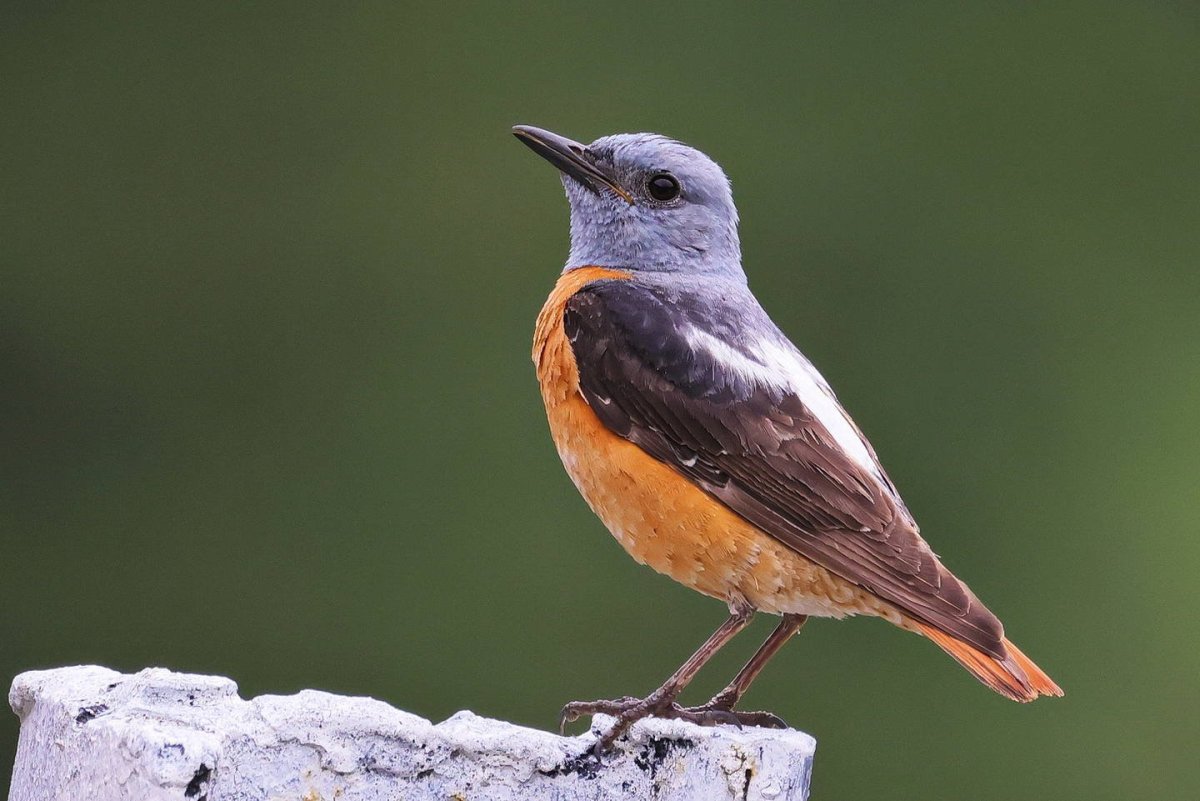 Краснобрюхий каменный Дрозд