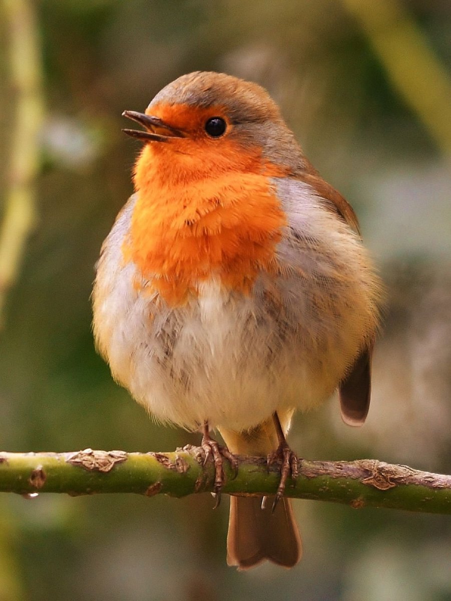 Зарянка горихвостка