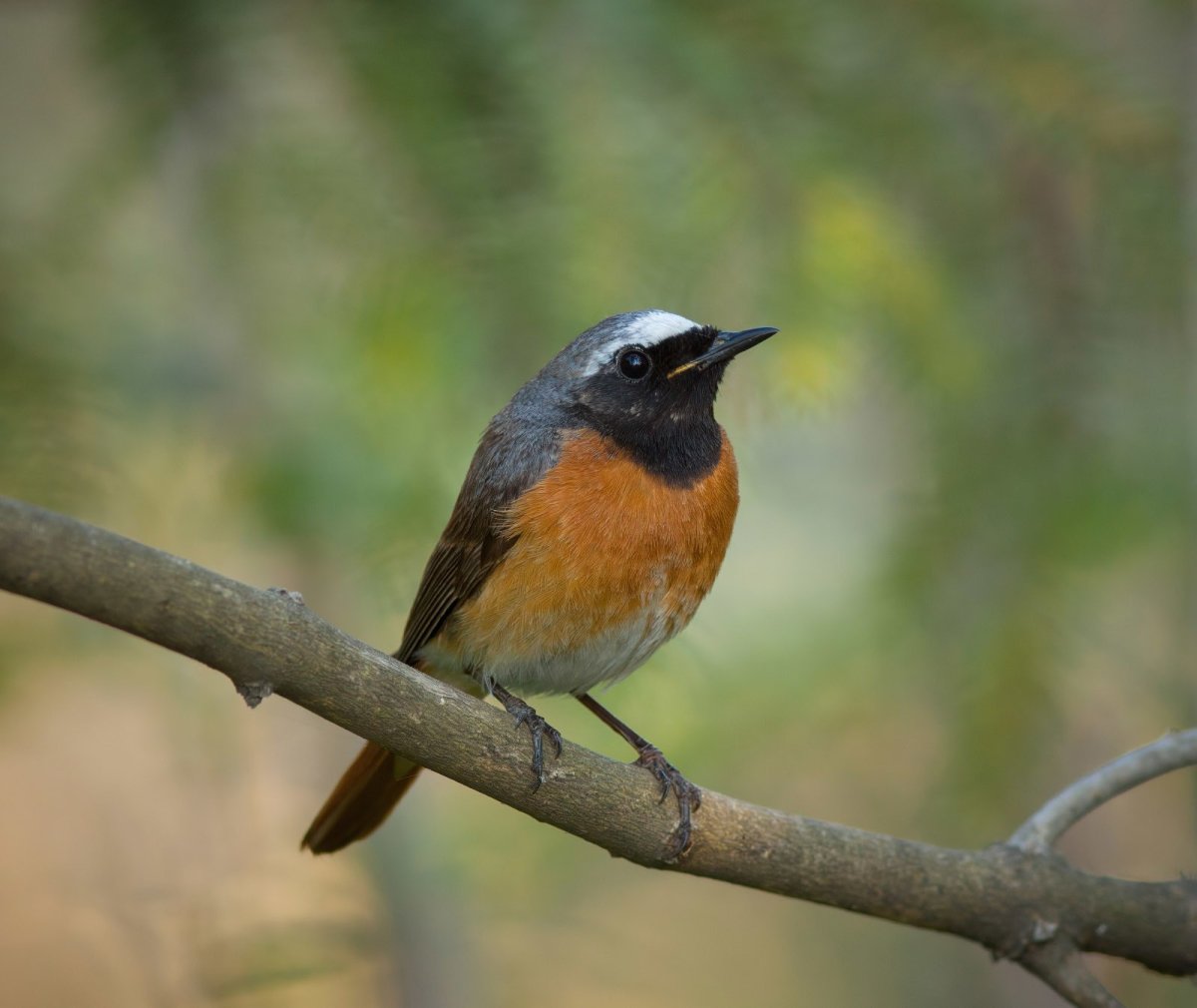 Горихвостка лысушка самка