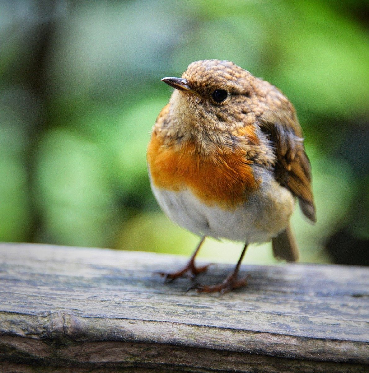 Зарянка горихвостка