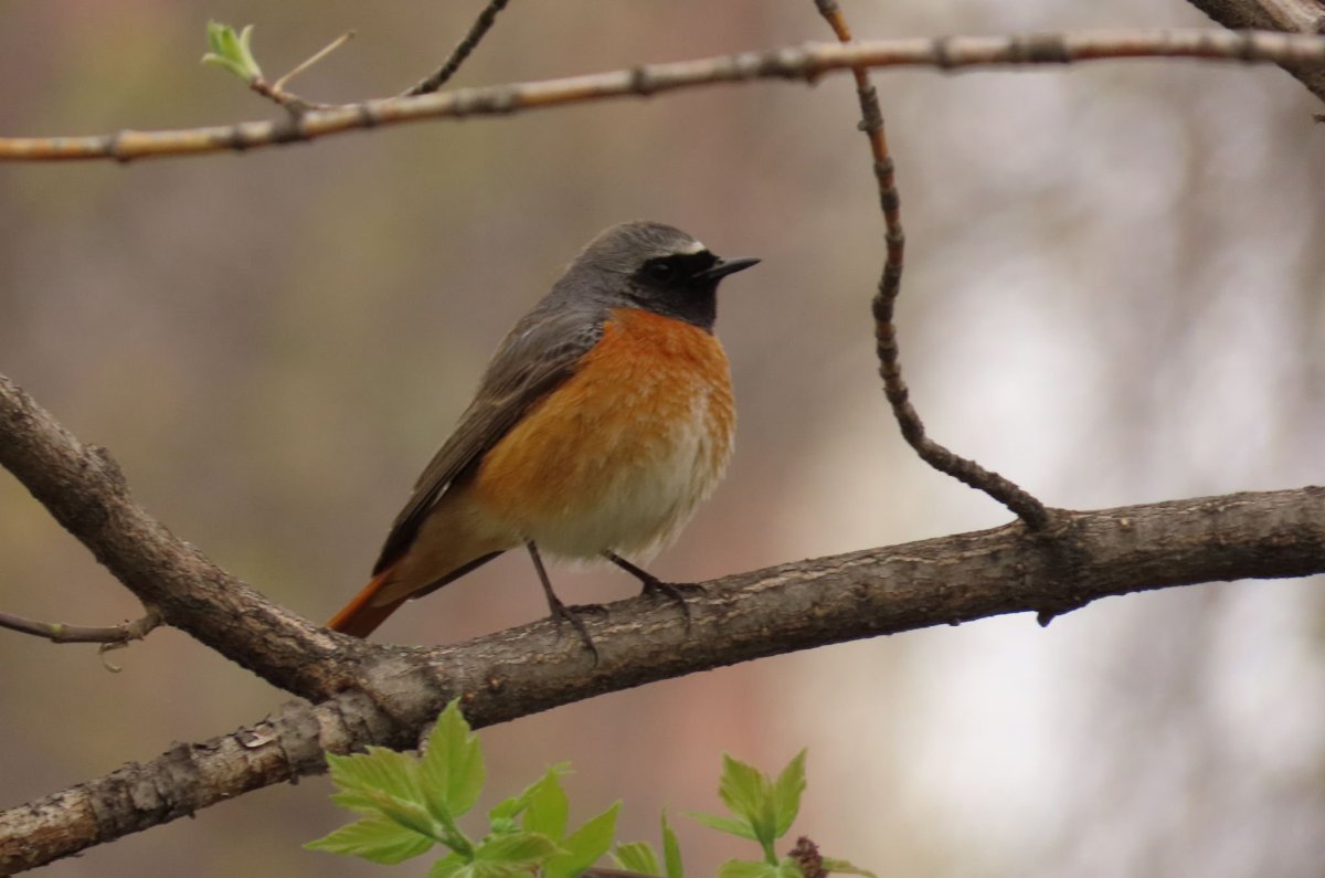 Обыкновенная горихвостка лысушка