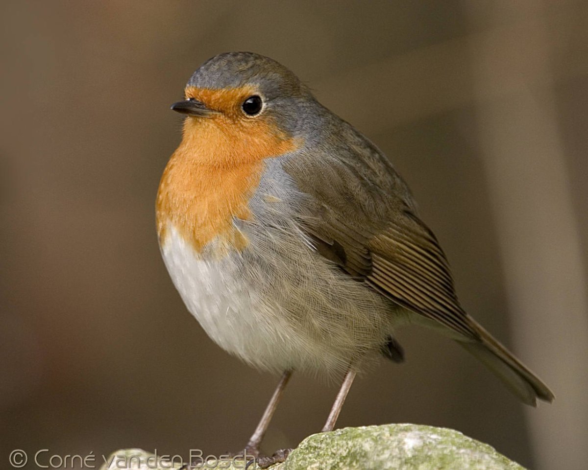 Синица горихвостка