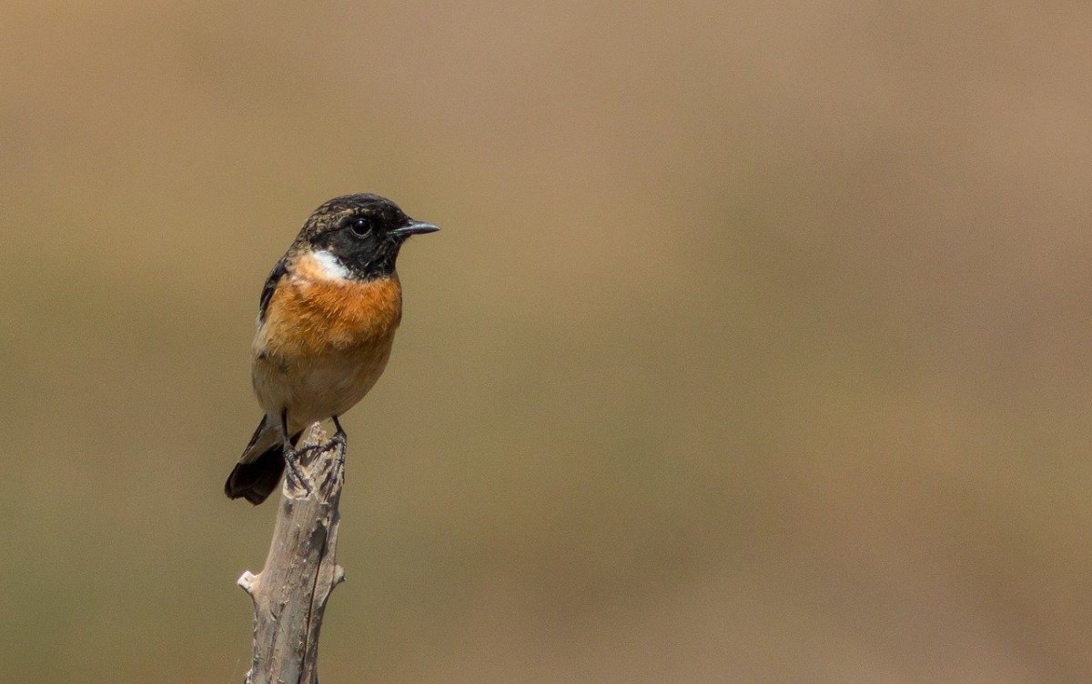 Маленькая птичка с черной головой