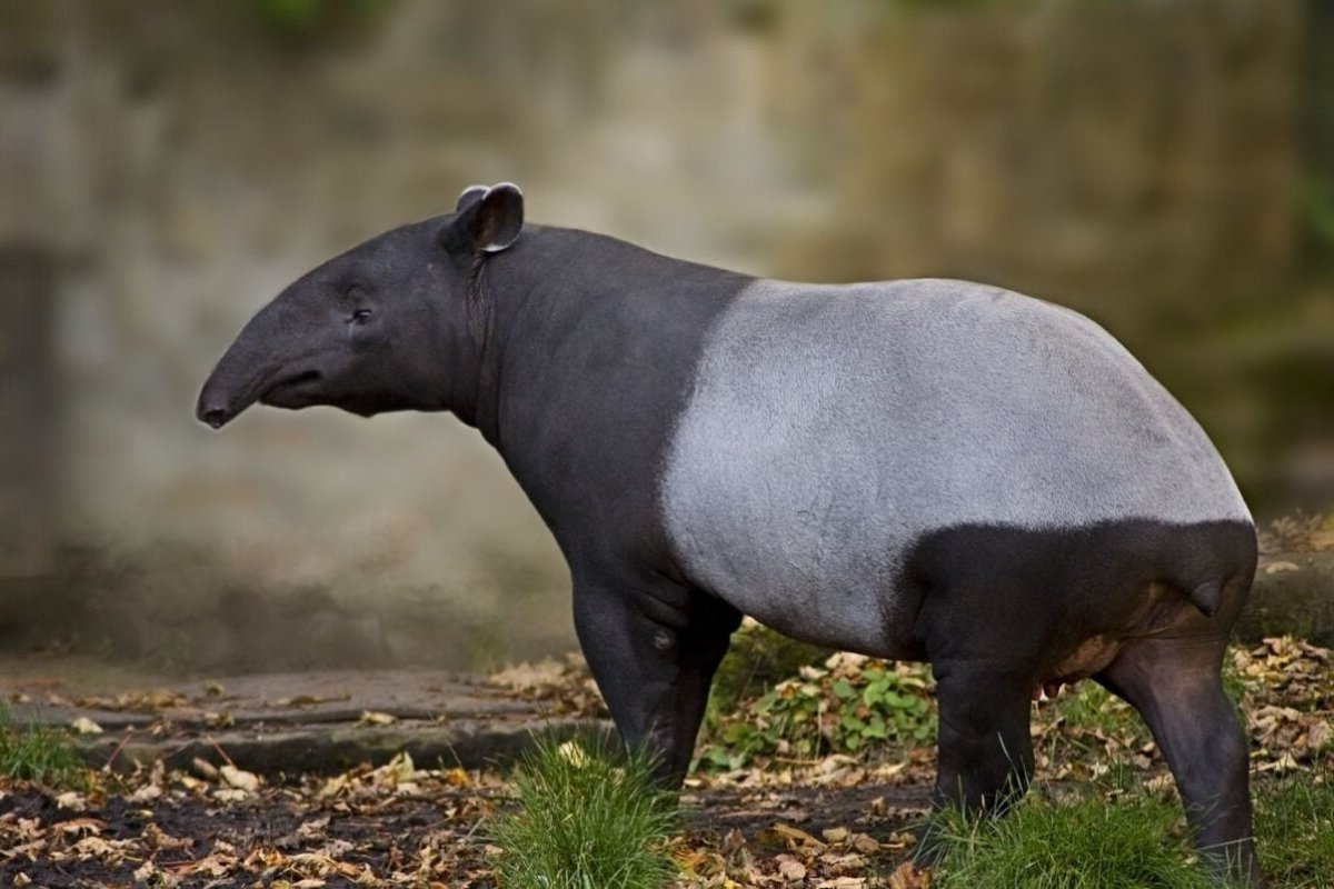 Чепрачный тапир