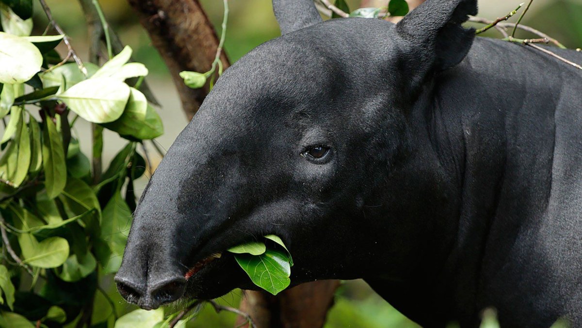 Чепрачный тапир малыш