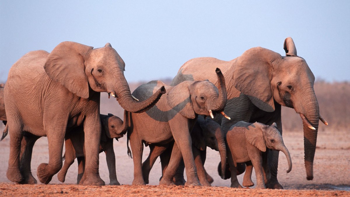Семья слонов