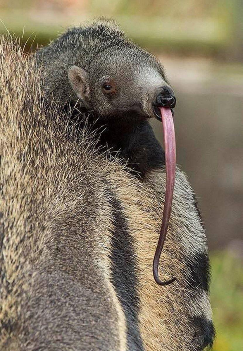 Гигантский муравьед Южной Америки