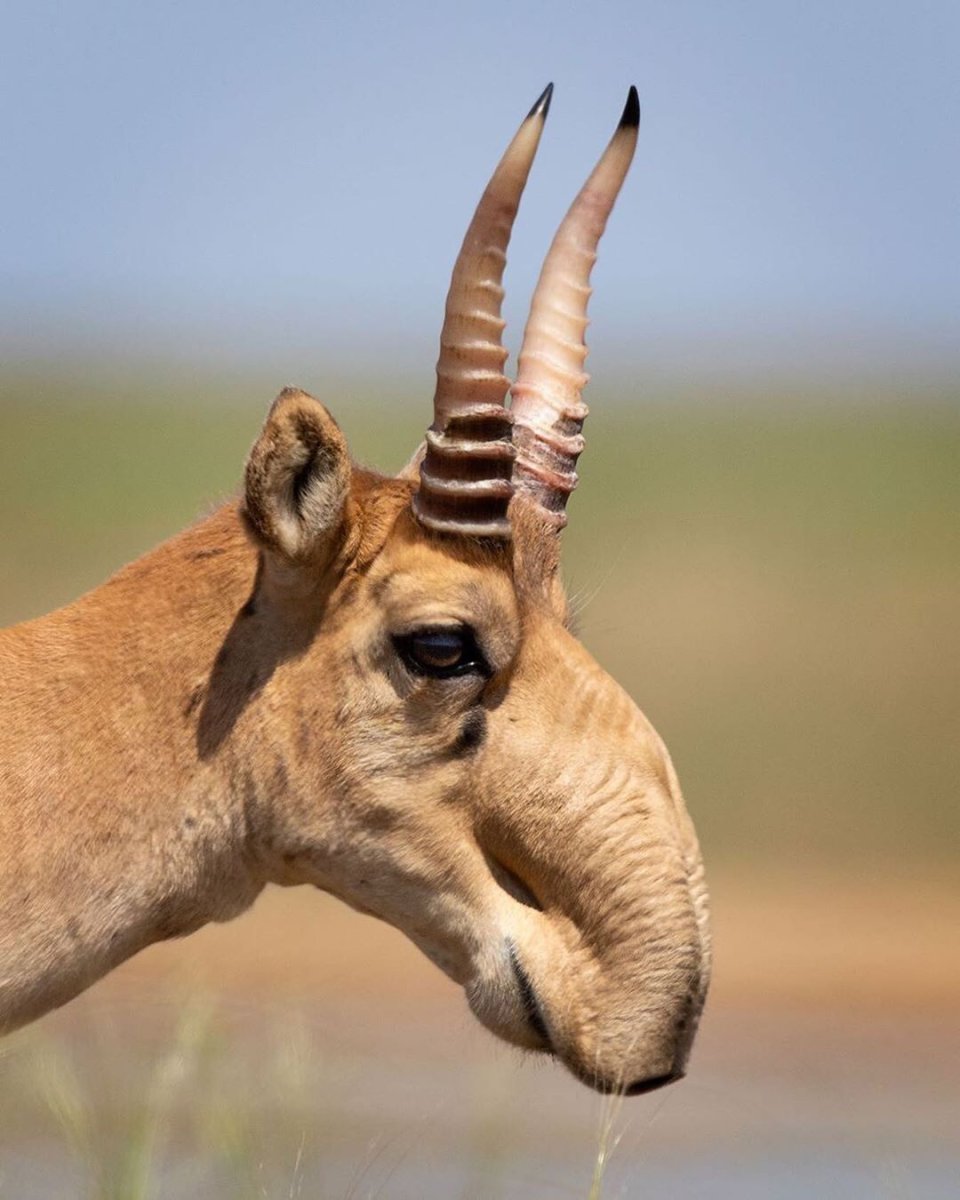 Сайгак Saiga tatarica