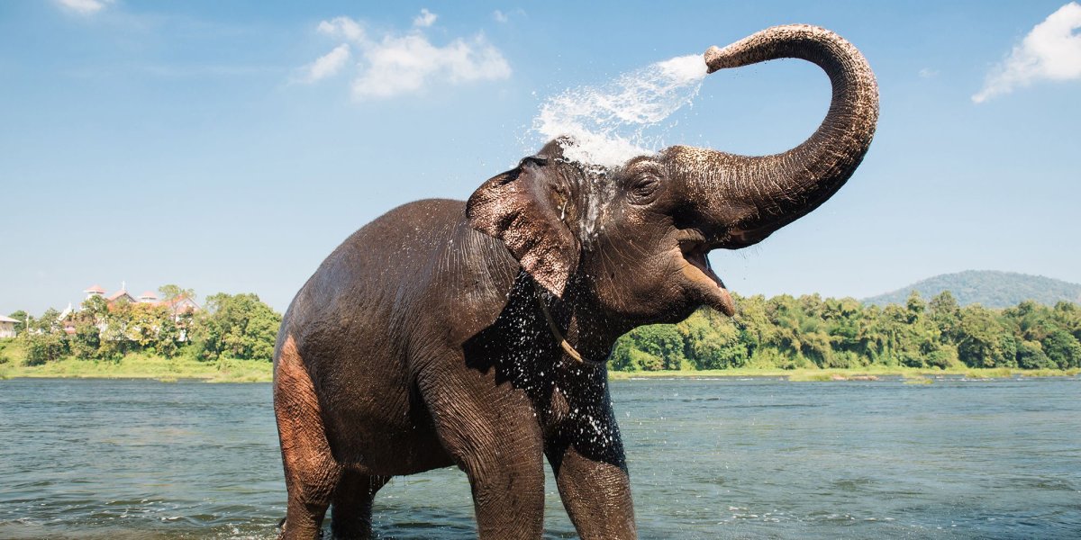 Слон в воде