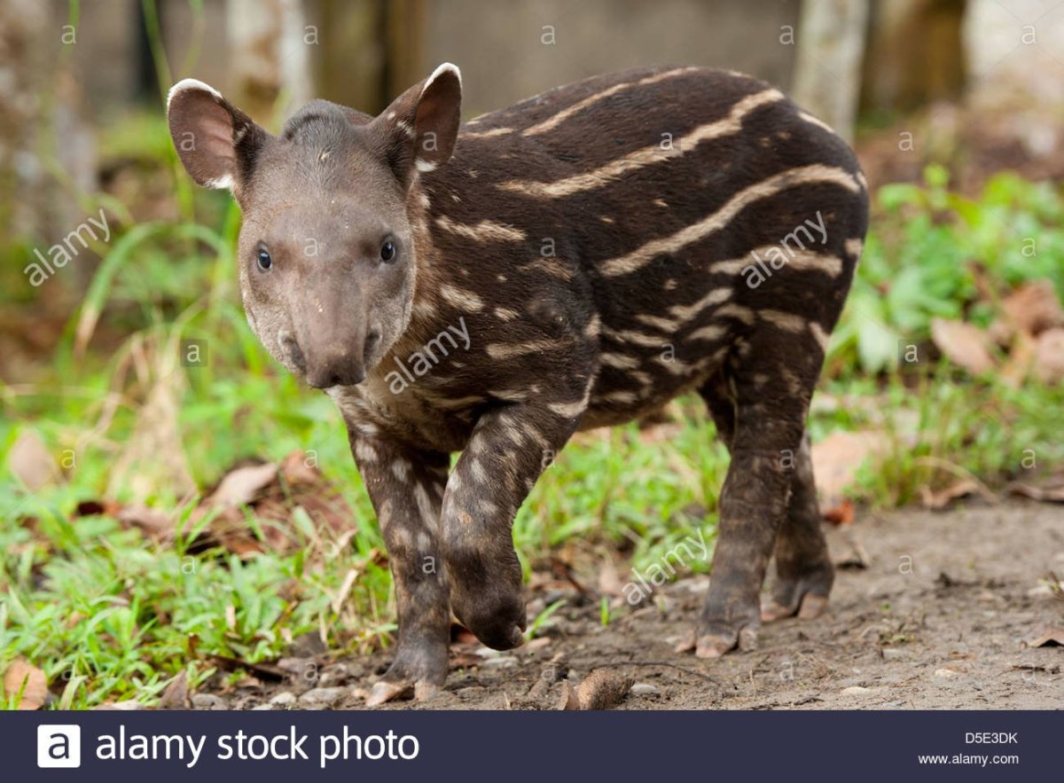 Центральноамериканский тапир (Tapirus bairdii)