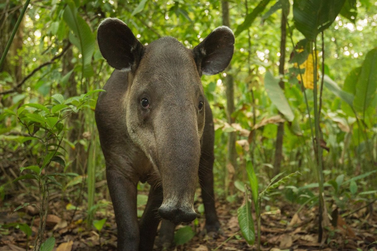 Центральноамериканский тапир (Tapirus bairdii)