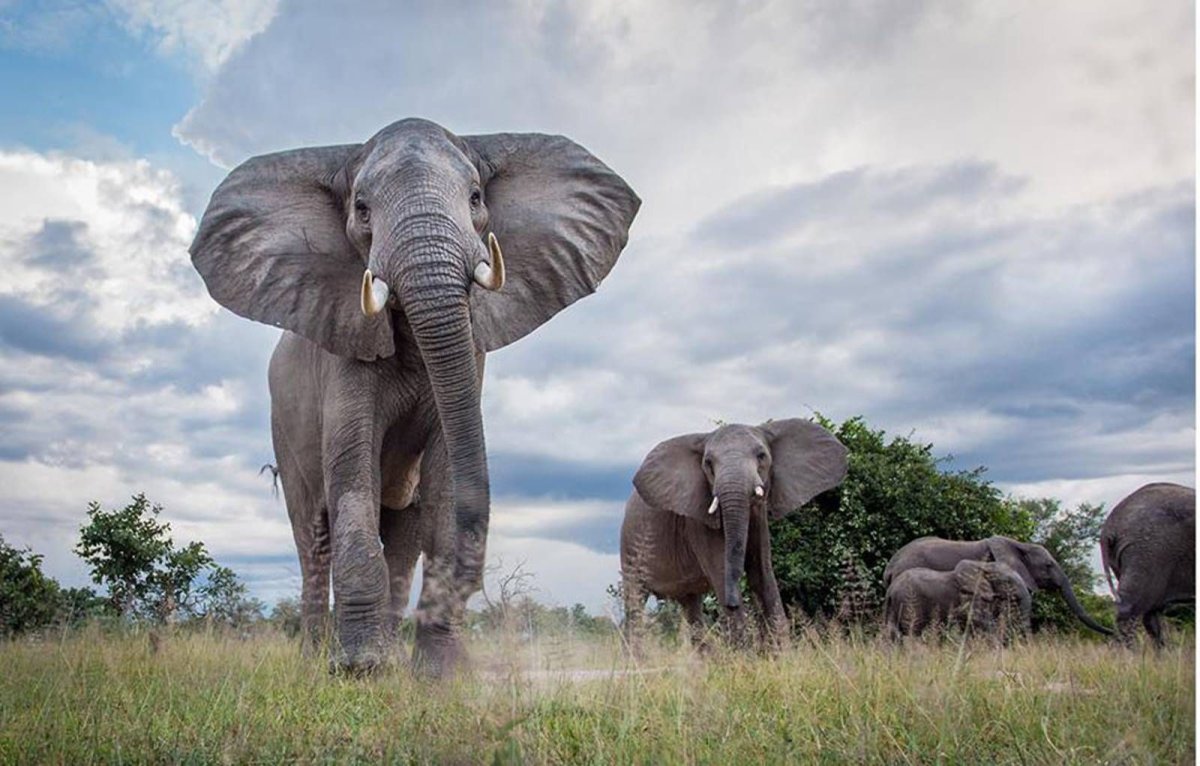 Африканские животные