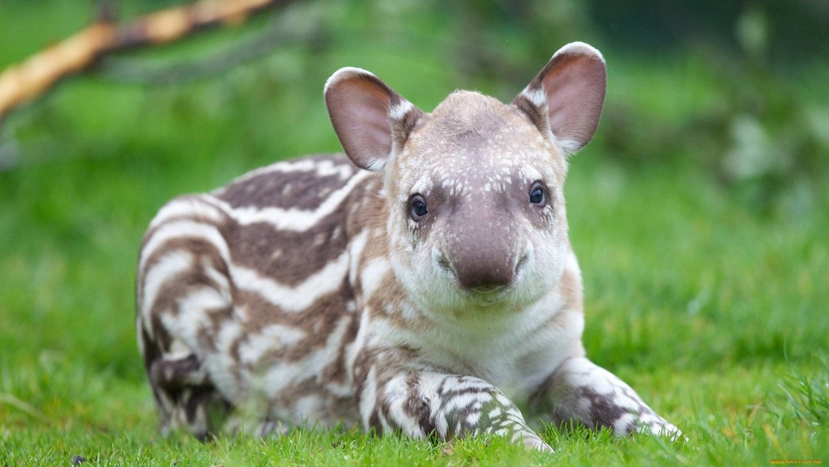 Тапир малыш