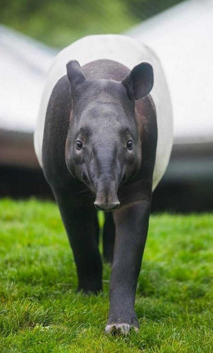 Непарнокопытные тапиры