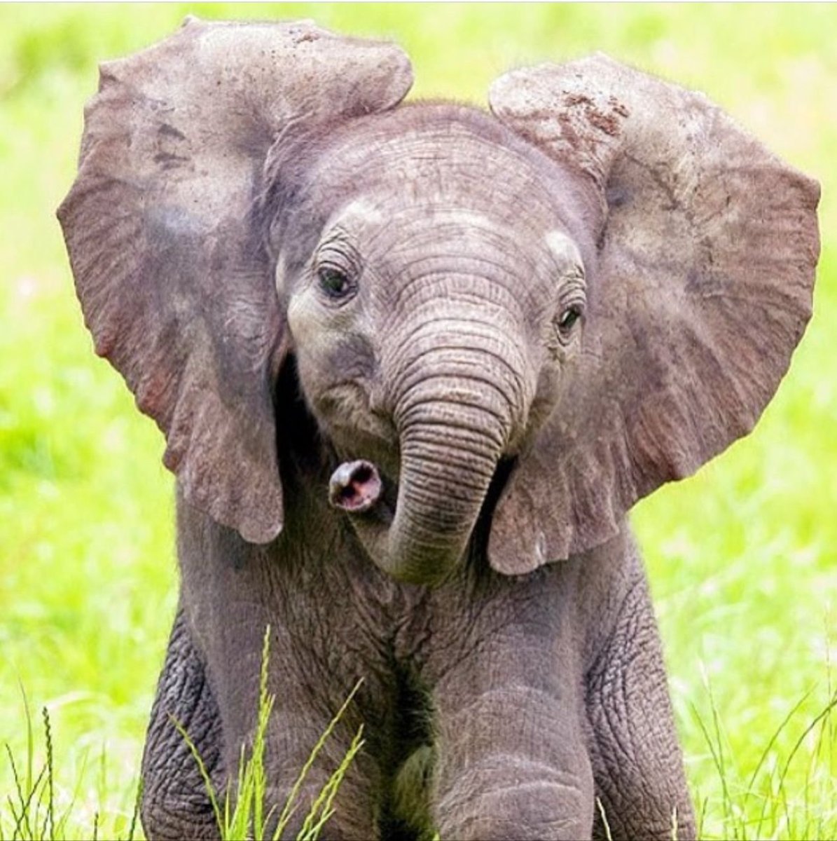 Маленький Слоненок