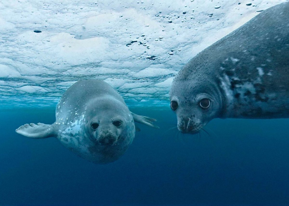 Тюлень Северного Ледовитого океана