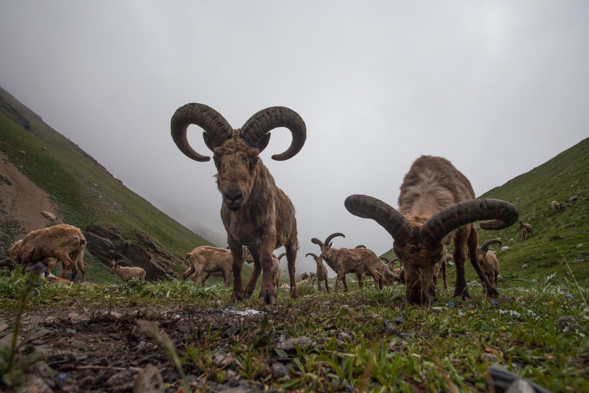 Кабардино-Балкарский высокогорный заповедни